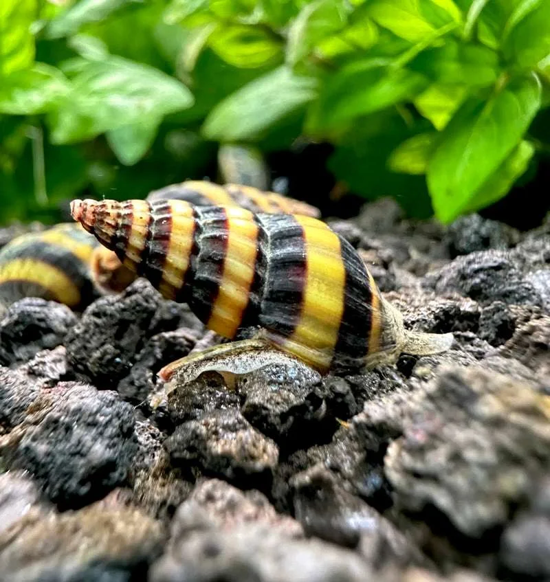 Assassin snail