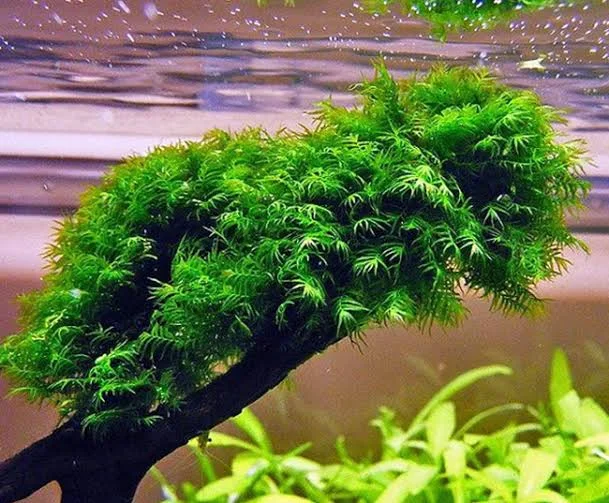 Fissidens fontanus (Phoenix) Moss  
