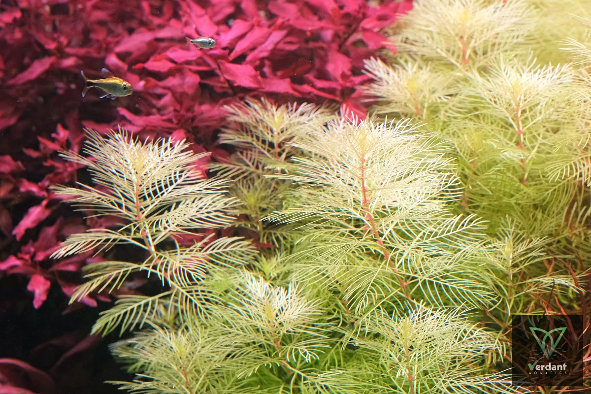 Myriophyllum Mattogrossense 'Golden'