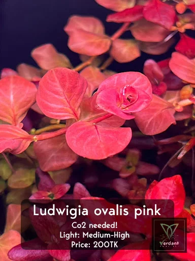 Ludwigia ovalis pink