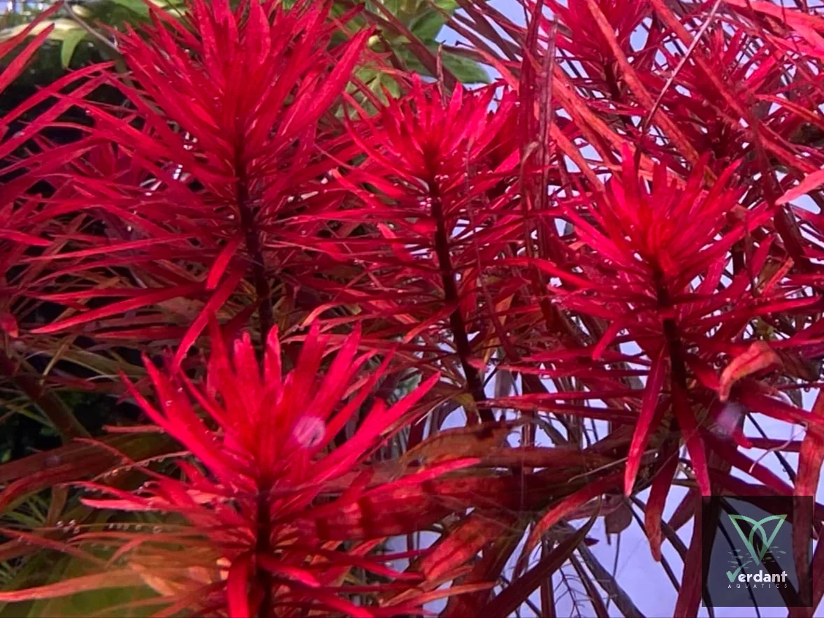 Ludwigia inclinata var. ‘Meta’
