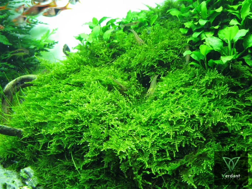 Christmas Moss (Vesicularia montagnei)
