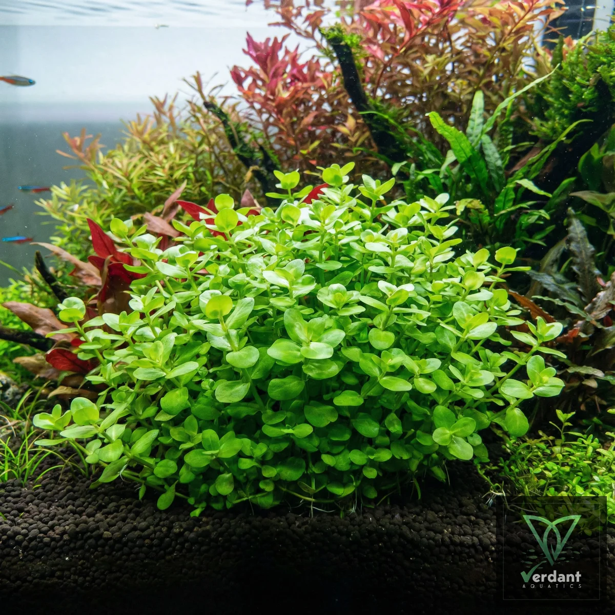 Bacopa Australis