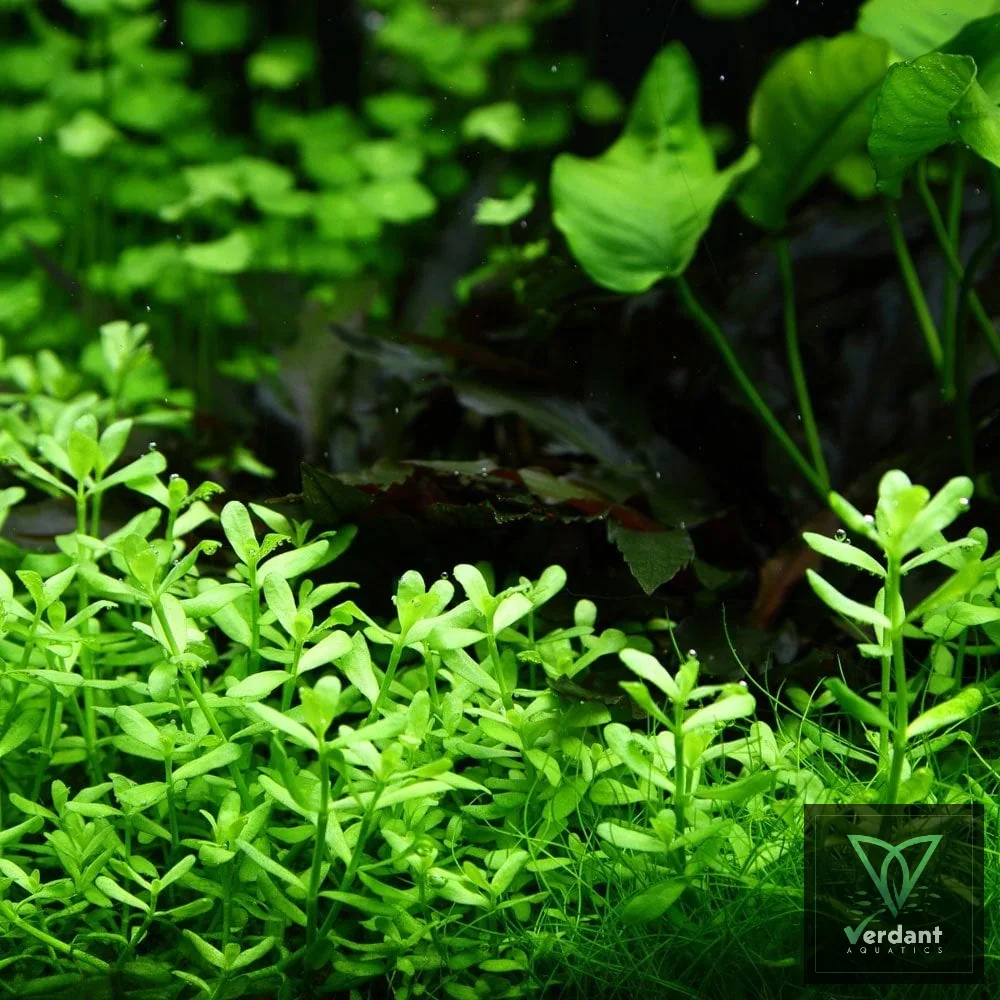 Bacopa Monnieri 'Compact'