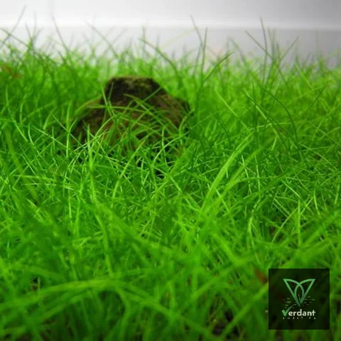 Dwarf Hairgrass (Eleocharis Parvula)
