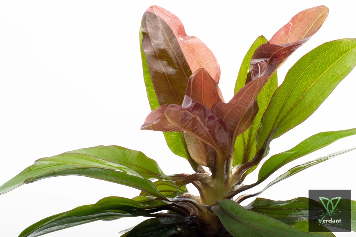 Echinodorus Red Rubin