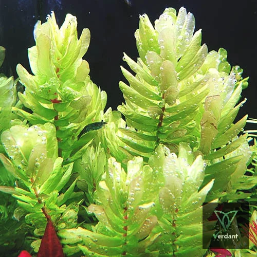 Rotala Tulunadensis