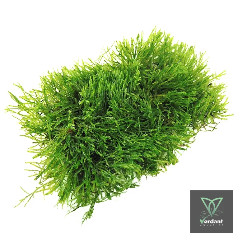 Java Moss (Taxiphyllum barbieri)