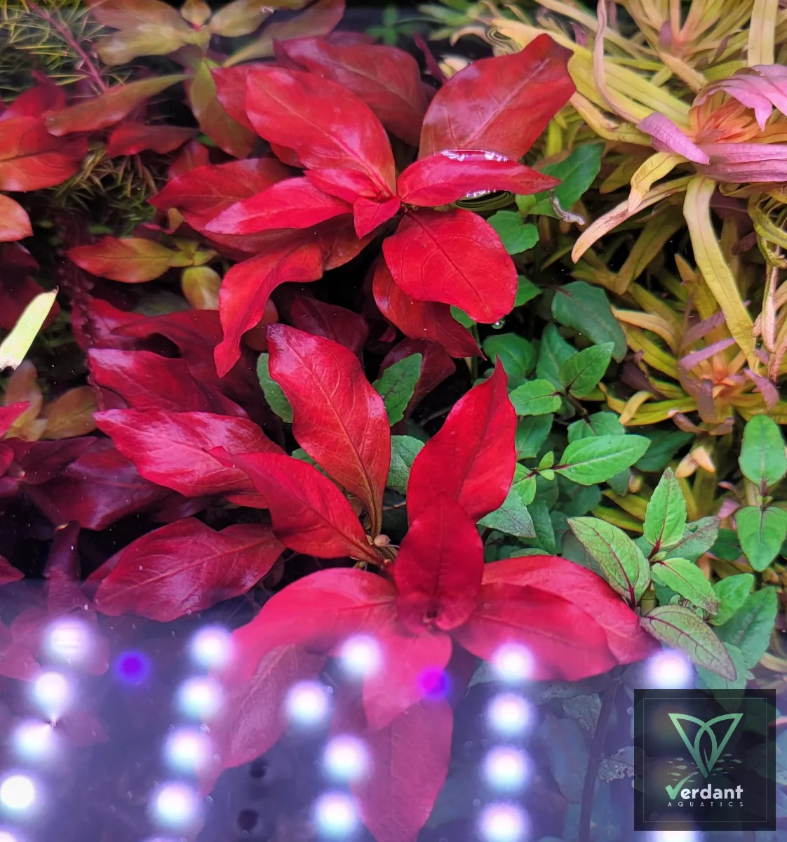 Ludwigia Glandulusa Peruensis var. Diamond