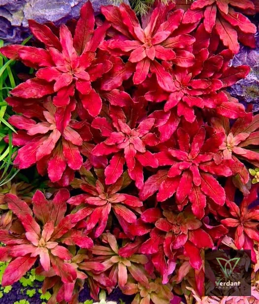 Ludwigia sphaerocarpa - Pilosa