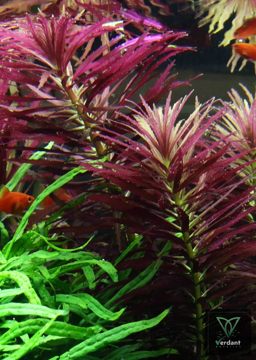 Limnophila hippuridoides