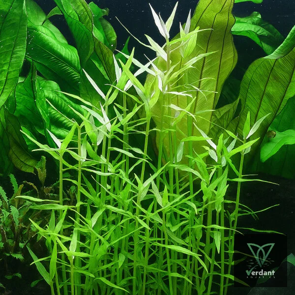 Murdannia keisak