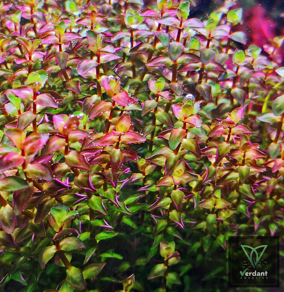 Rotala Macranda Pearl type-2