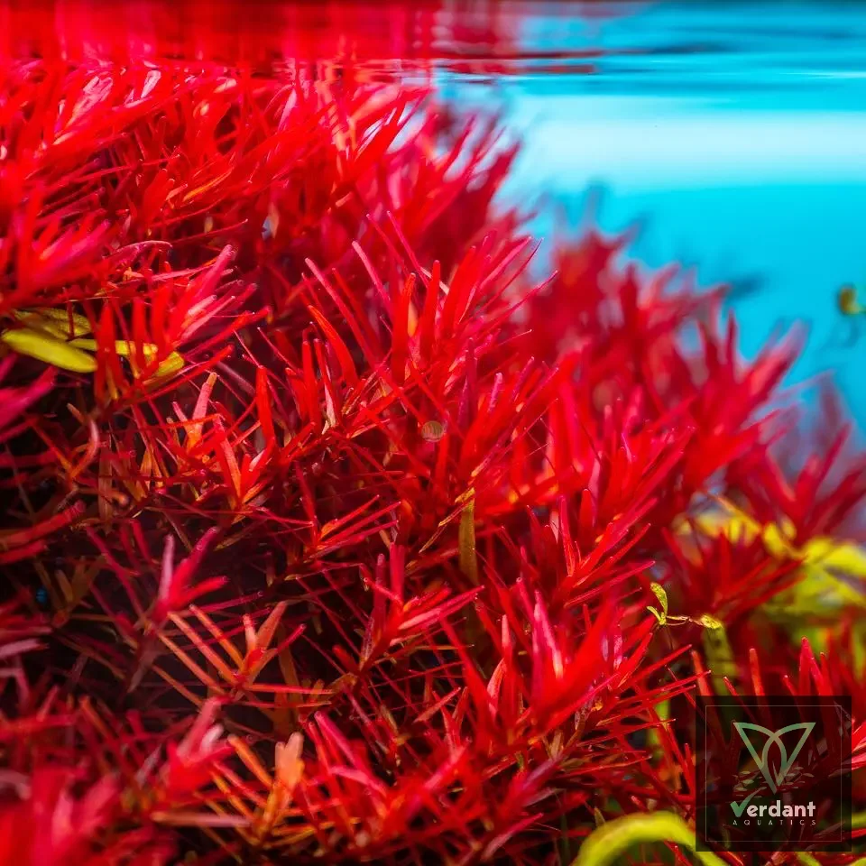 Rotala rotundifolia 'Blood Red' SG