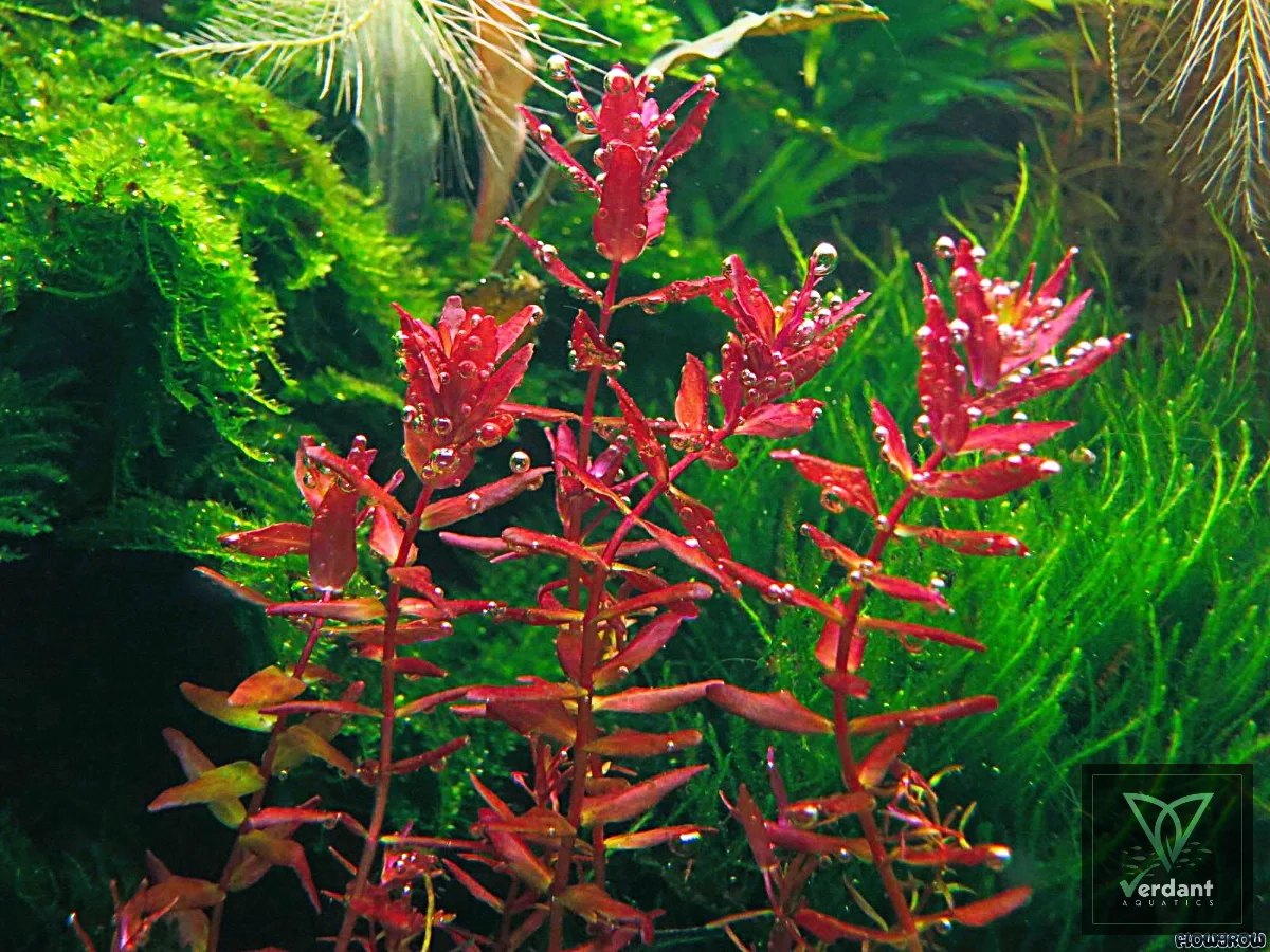 Rotala macrandra 'Butterfly' 