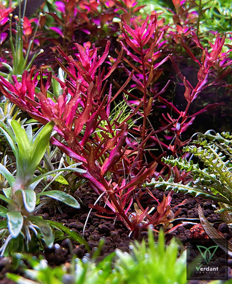 Rotala macrandra 'Yerabje