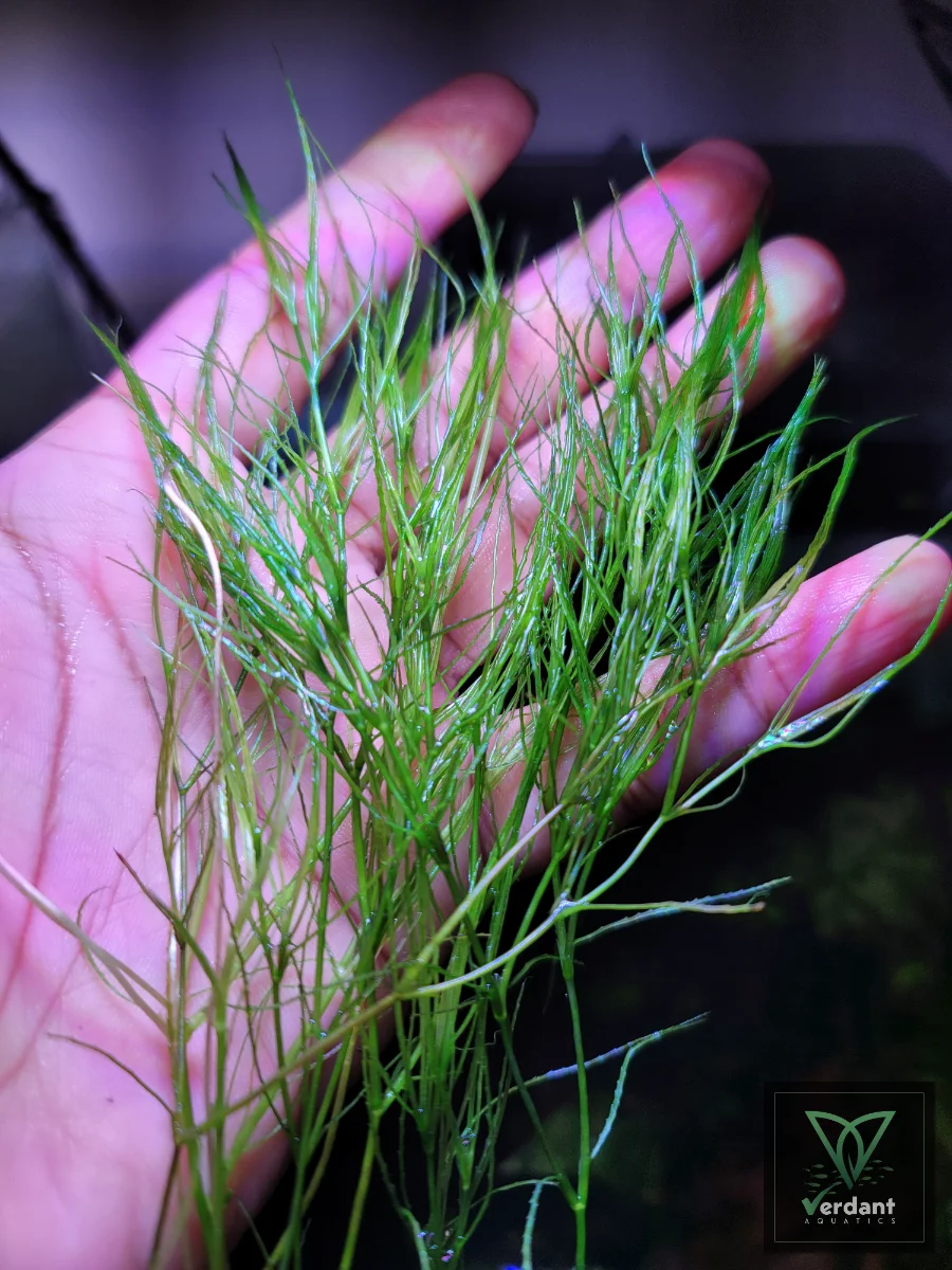 Guppy Grass (Najas guadalupensis)