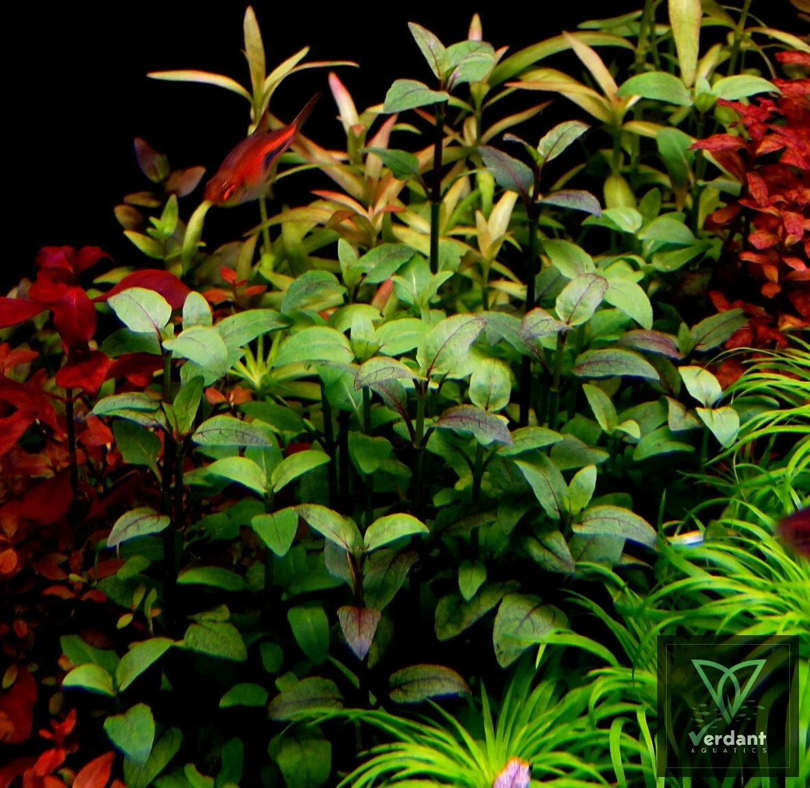 Acmella repens