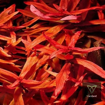 Ammannia gracilis