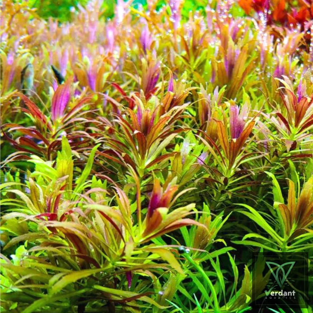 Limnophila aromatica ‘Mini’