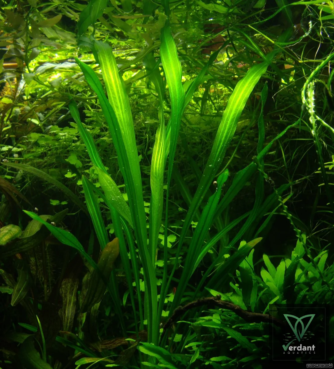 Echinodorus uruguayensis