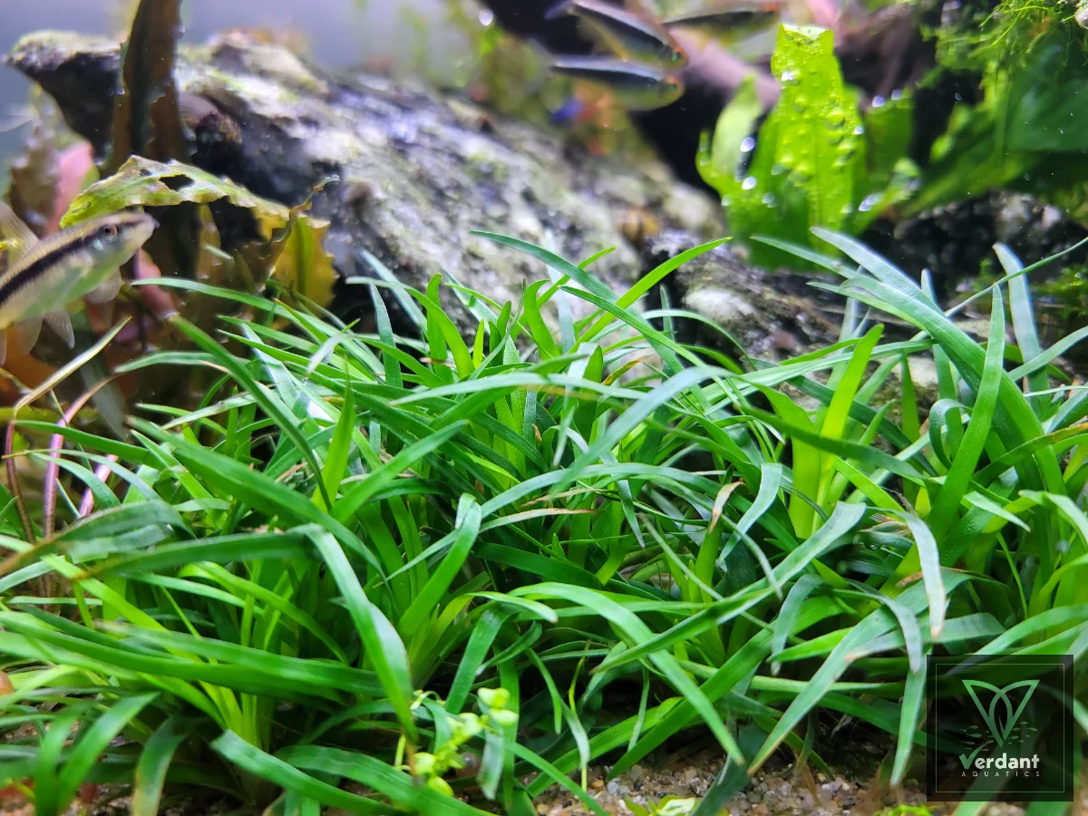 Eriocaulon sp. ‘Vietnam’