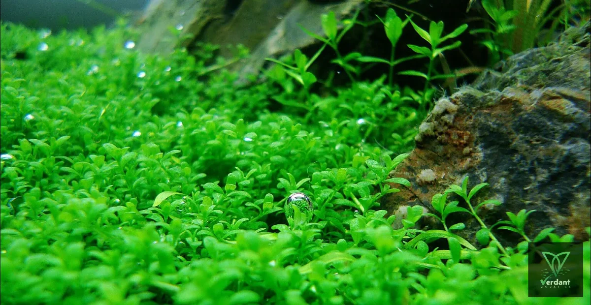 Hemianthus callitrichoides (HC) ‘Cuba’