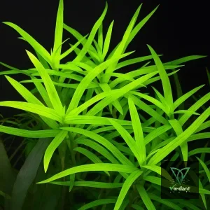 Heteranthera zosterifolia