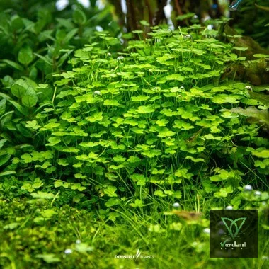 Hydrocotyle tripartita ‘Mini’