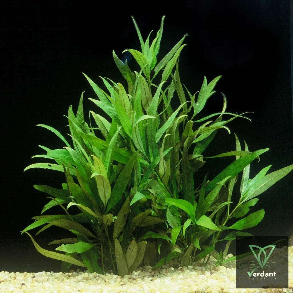 Hygrophila corymbosa ‘Siamensis 53B’