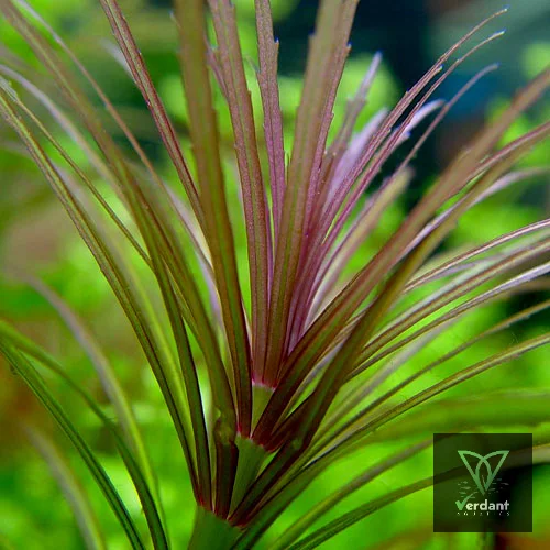 Pogostemon Stellatus 'Dassen Purple'