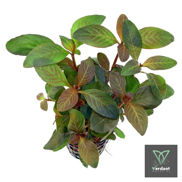 Hygrophila sp. 'Green Olive'