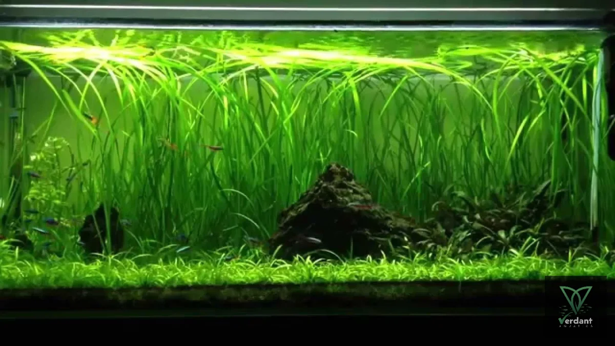 Vallisneria americana 'Jungle'