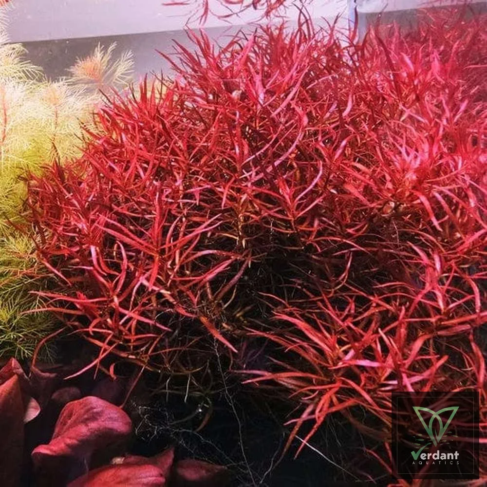 Ludwigia arcuata 'Dark Red'