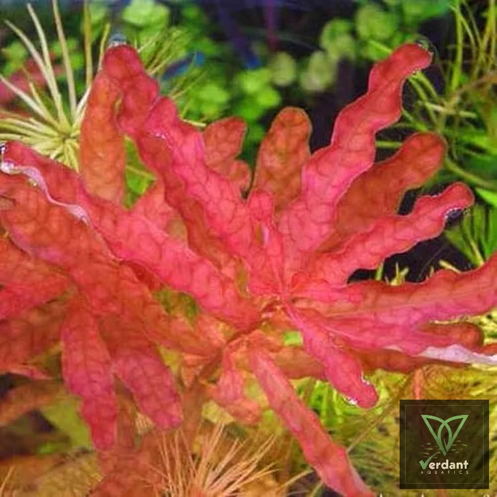 Ludwigia inclinata 'Red'