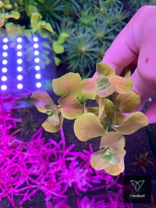 Ludwigia Mato Grosso