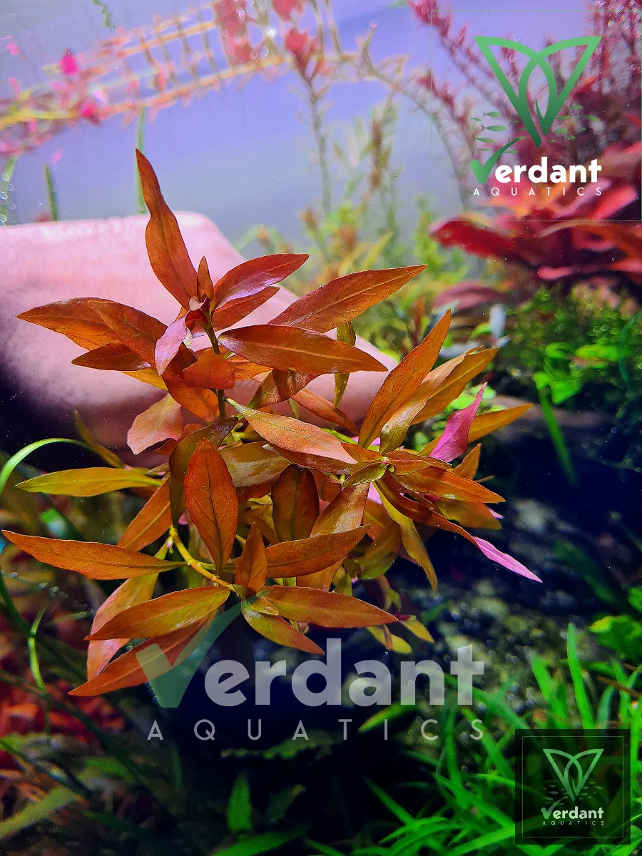 Ludwigia palustris