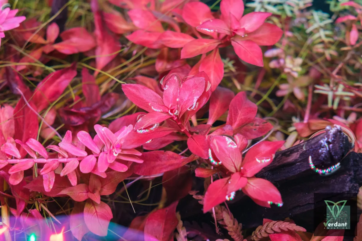 Ludwigia repens