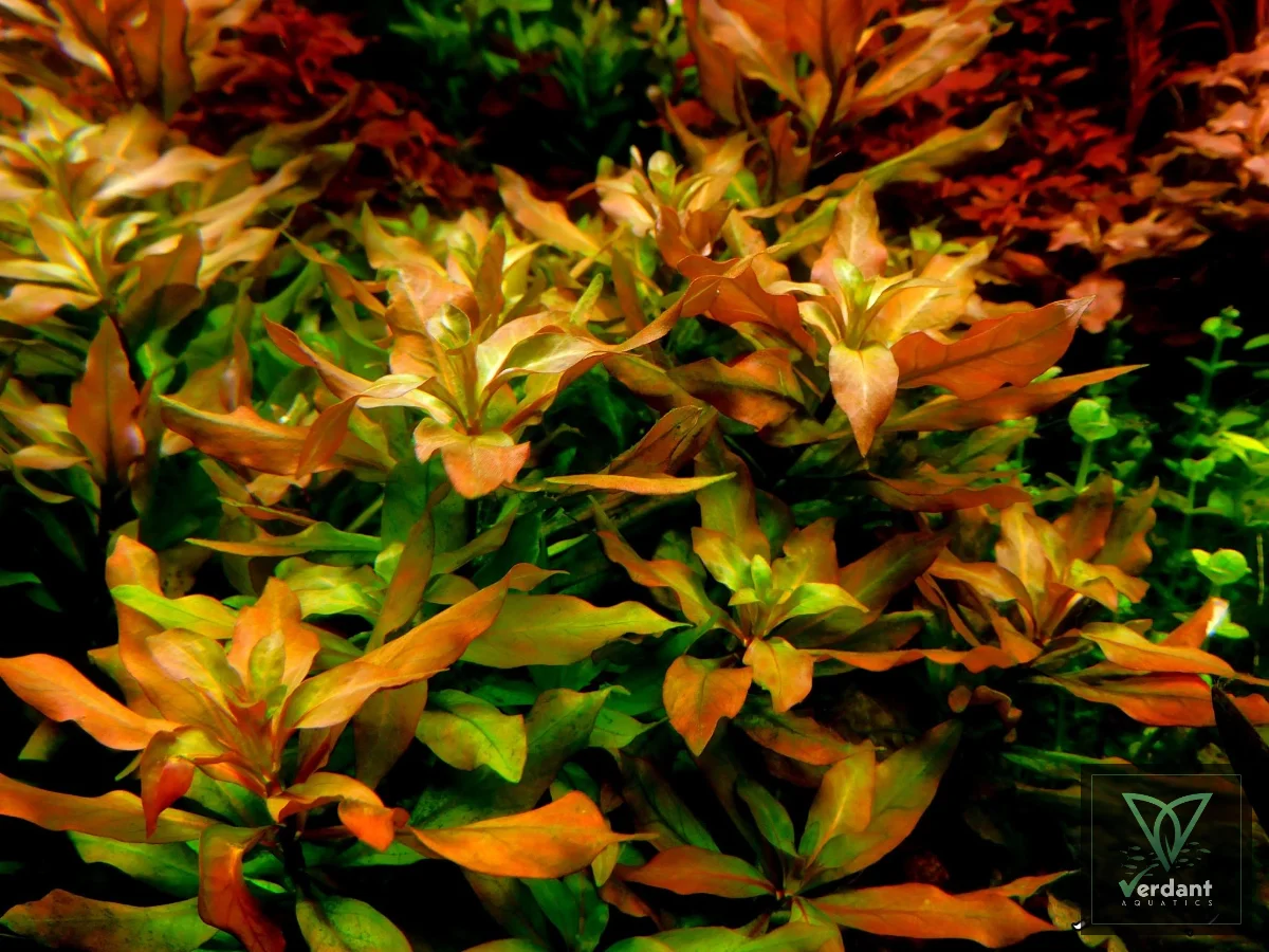 Ludwigia polycarpa