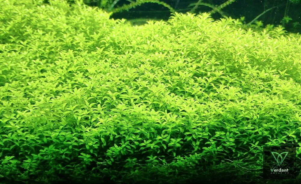 Micra (Micranthemum micranthemoides)