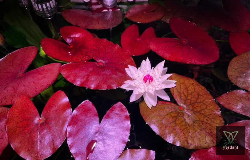 Nymphaea sp. 'Peru-Puerto Maldonado'