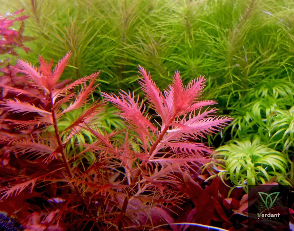 Proserpinaca palustris 'Cuba'