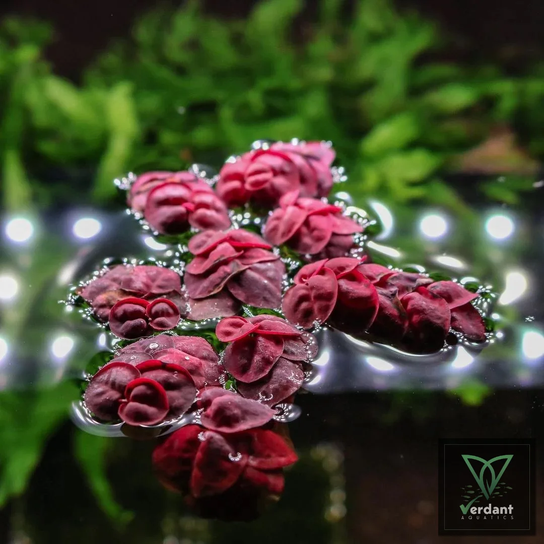 Red Root Floaters (Phyllanthus fluitans)