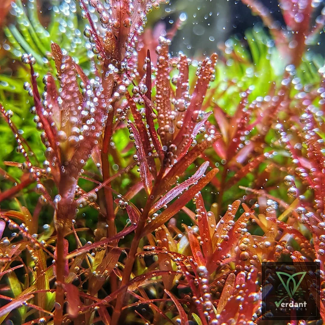 Rotala rotundifolia 'Orange Juice'