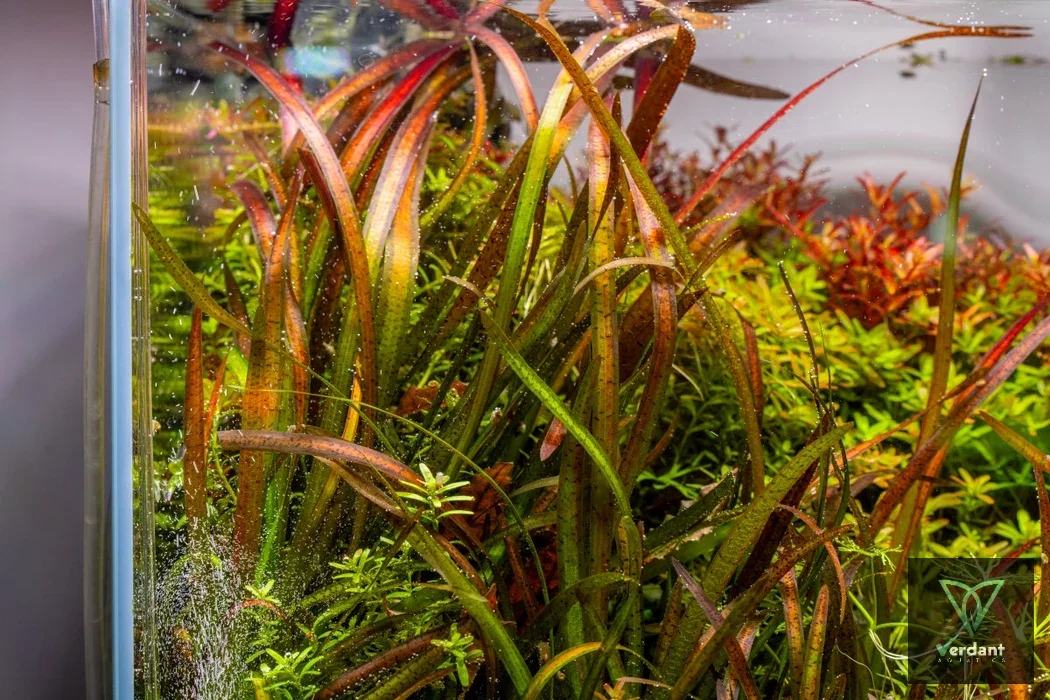 Vallisneria spiralis 'Leopard'