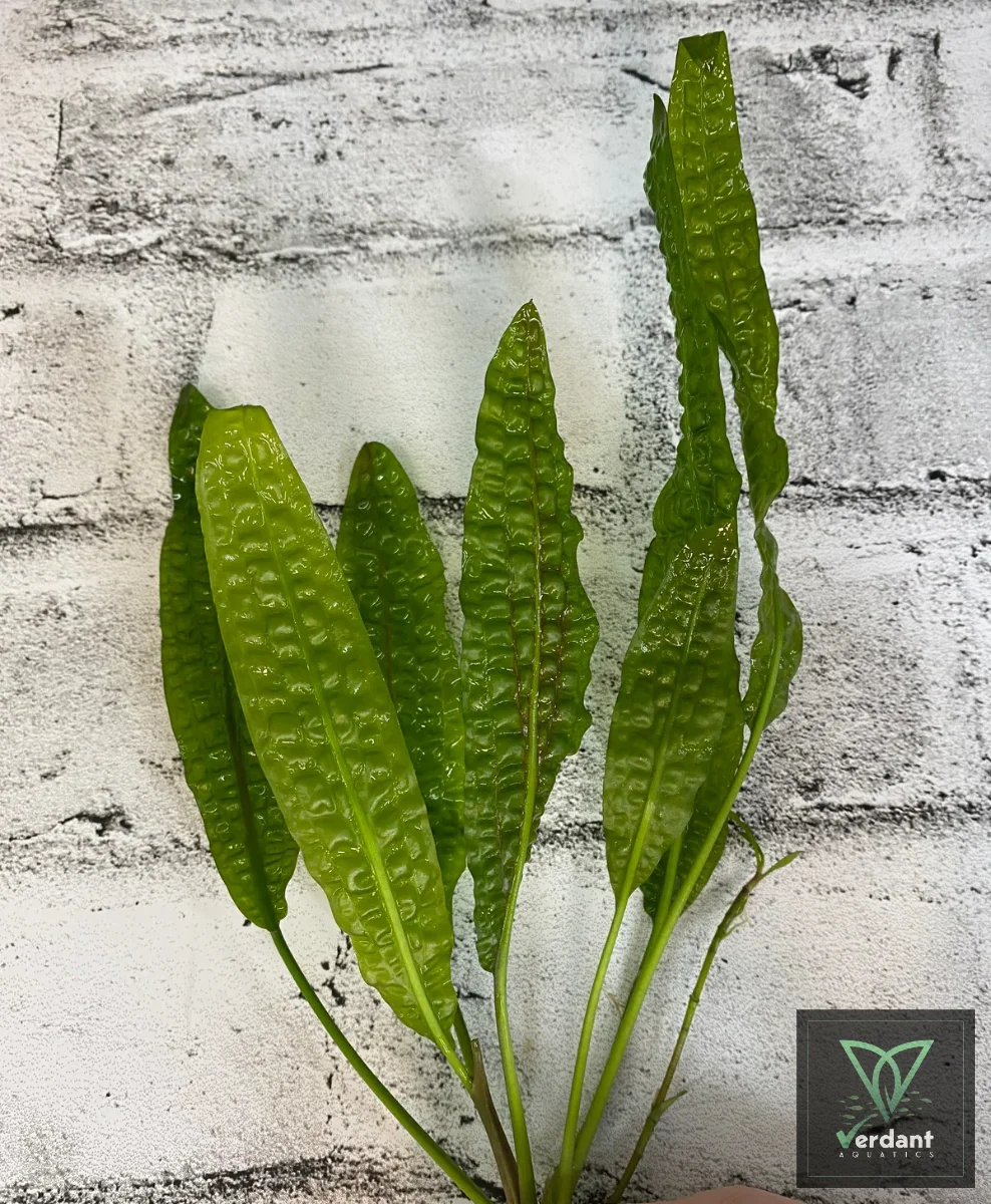 Cryptocoryne aponogetifolia