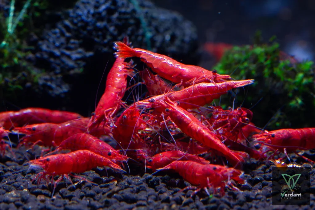 Red Shrimp