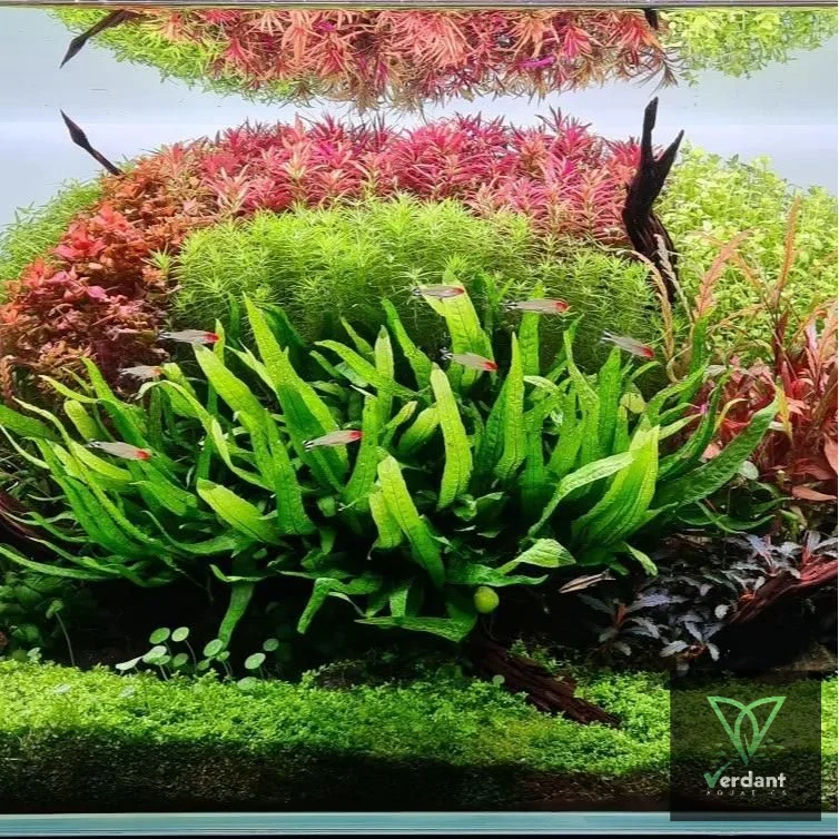 Java Fern Microsorum Pteropus