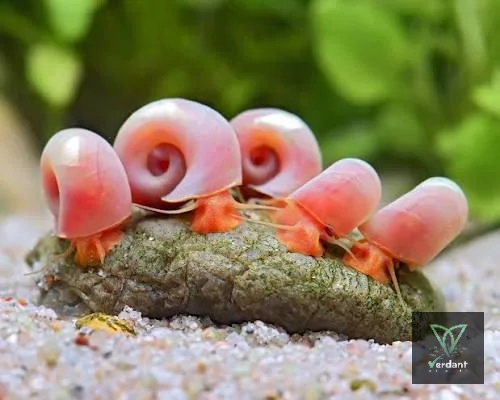 Ramshorn snail