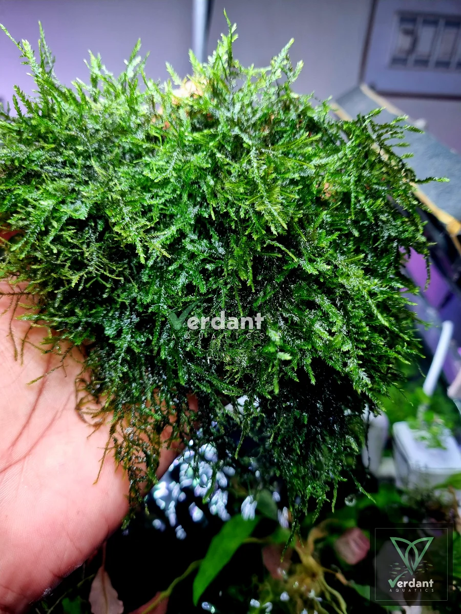 Peacock moss